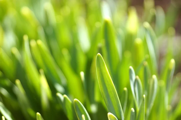 Světlé trávy v jarním sluníčku — Stock fotografie
