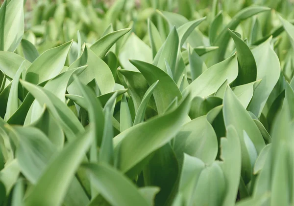 Hojas de tulipán. fondo natural verde brillante . — Foto de Stock