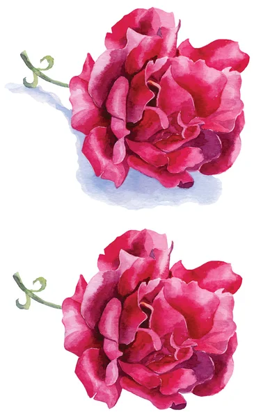 Rosa roja acuarela vector — Archivo Imágenes Vectoriales