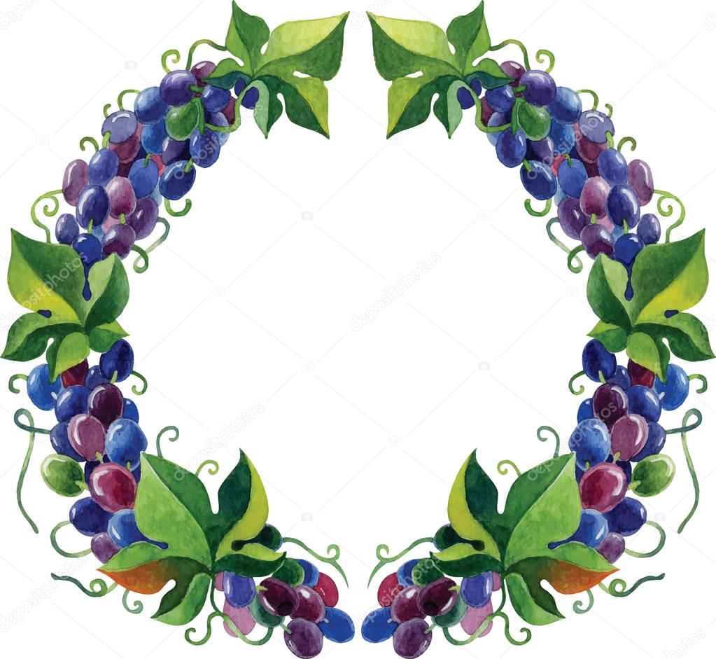 Wreath of grapes and grape leaves watercolor vector