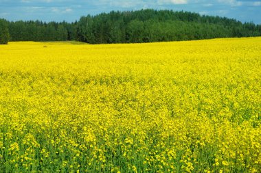 Amerikan yellowrocket büyük bir alan