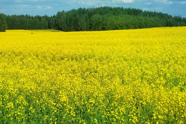 Ein großes Feld amerikanischer Yellowrocket — Stockfoto