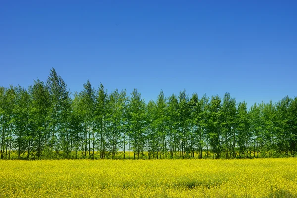 Ein großes Feld amerikanischer Yellowrocket — Stockfoto