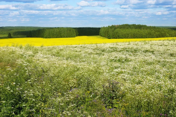 Ein großes Feld von Kamille und Gelber Rauke — Stockfoto