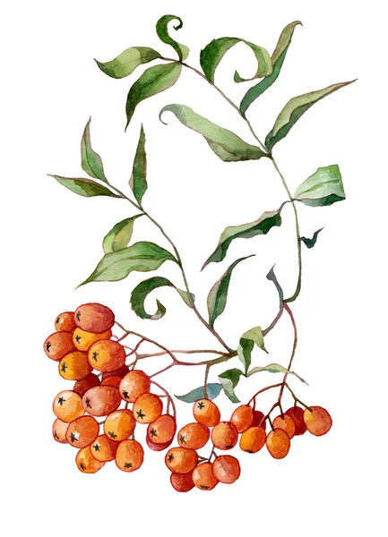 Bunch of orange rowan watercolor — Stock Photo, Image