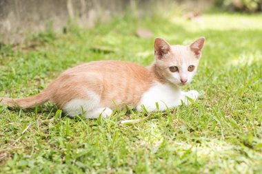 Yeşil çimenlikteki kedi yavruları. Kurbana bakan kedi yavruları. Yeşil çimlerde oynayan kedi yavruları. Kurbana ya da düşmana göre kedi yavrusu gizlice çimlerin üzerinde. Mesajlaşmak için boş yer var..