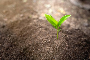 Toprakta yetişen tohumlar. Toprak bütünlüğü. Kuru toprakta tohumlar. Küresel ısınma kavramı. Dünya için ağaç dikiyorum. Doğal yetişen ağaçlar. Dünya Çevre Günü Konsepti.