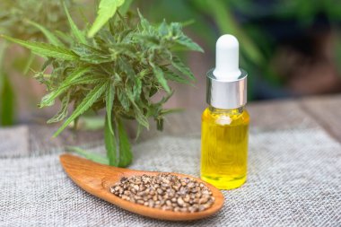 Cam kavanozda CBD kenevir yağı. Tahta kaşıktaki tohumlar kenevir yağından elde edilir. Tedaviye yönelik araştırmalar, alternatif tıp, doğal bitkiler
