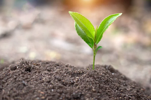 Seedlings that grow in complete soil. Soil integrity. Seedlings in dry soil. concept of global warming. Planting trees for the world. Trees that grow naturally. World Environment Day Concept.