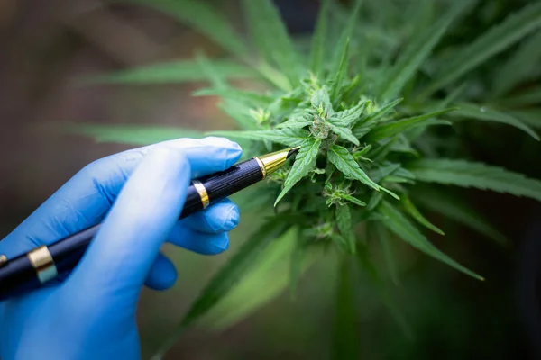 Researchers or medical teams hold a pen to point the cannabis plant. Biological and ecological cannabis concept. Alternative medicine, herbal therapy, research into the treatment of disease.