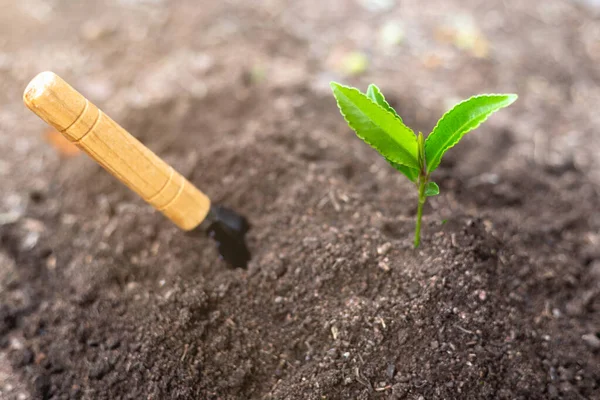 Wereldbodemdagconcept Bevorder Toename Van Zuurstof Lucht Het Planten Van Bomen Stockfoto