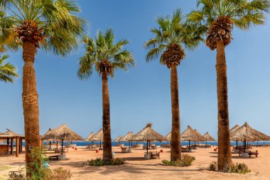 Güneşli sahillerdeki palmiye ağaçları tropikal tatil beldelerinde ve Kızıl Deniz mercan resiflerindeki şemsiyeler Sharm El Sheikh, Mısır, Afrika.