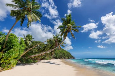 Coco palmiyeleri ve Karayip adasında turkuaz deniz bulunan tropik beyaz kumsal..