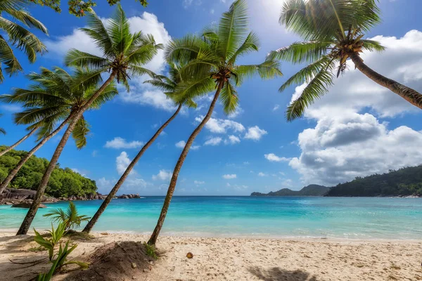 Kókusz Pálmafák Trópusi Strand Paradicsomi Lagúna Sziget Óceánban Nyári Vakáció — Stock Fotó
