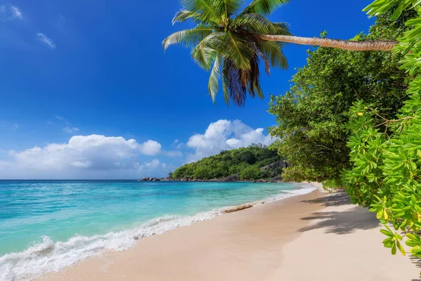 Пляж Белым Песком Кокосовыми Пальмами Бирюзовым Морем Карибском Острове — стоковое фото