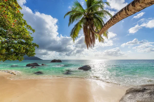 Palm Trees Sunset Tropical Beach Exotic Island — Stock Photo, Image