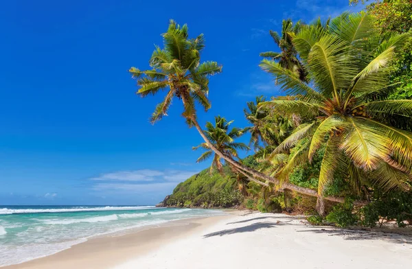 Praia Areia Branca Tropical Com Coqueiros Mar Azul Turquesa Ilha — Fotografia de Stock