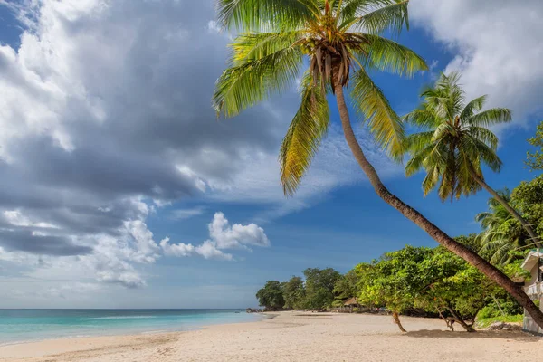Slunečná Bílá Písečná Pláž Kokosovou Palmou Tyrkysovým Mořem Pláž Beau — Stock fotografie