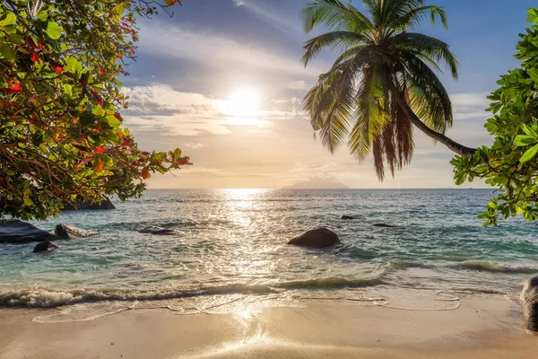 Palmiers Coucher Soleil Sur Une Plage Tropicale Dans Une Île — Photo
