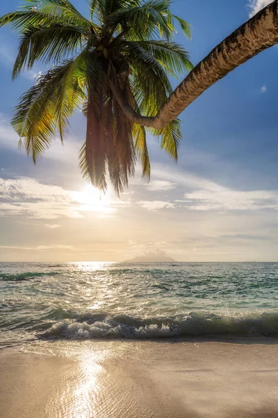 Palmiers Coucher Soleil Sur Une Plage Tropicale Dans Une Île — Photo