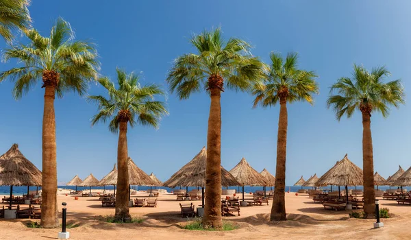 Palm Trees Sunny Beach Tropical Resort Parasols Red Sea Coral Stock Photo