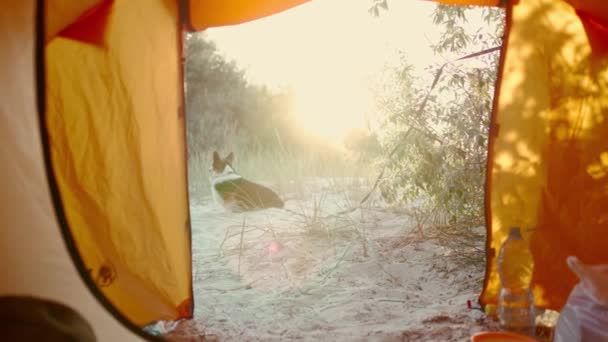 Vista desde el interior de la tienda en la entrada de la tienda en el camping en la arena en los arbustos en la playa. divertido lindo galés corgi perro se sienta en la arena fuera — Vídeo de stock