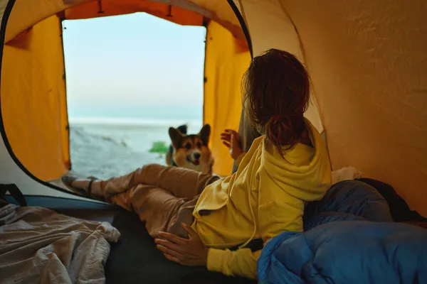 Nainen makaa teltassa leikkimässä walesilaisen koiran kanssa. Leirintävapaa-aika lemmikkinsä kanssa — kuvapankkivalokuva