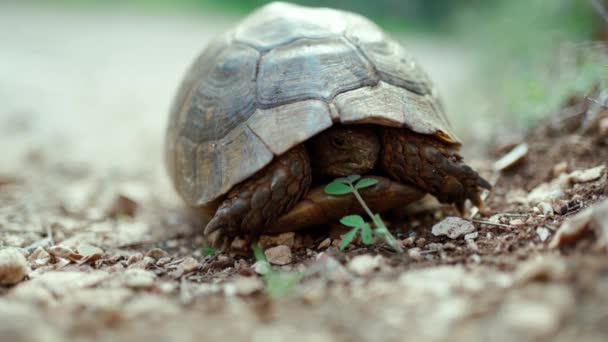 Tartaruga lentamente e cuidadosamente olha para fora de sua concha — Vídeo de Stock