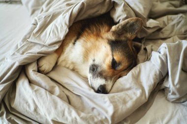 Tatlı köpek Welsh Corgi yatakta uyuyor, uyan konsept.