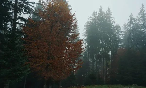 Tájkép köddel az erdőben. Ködös, ködös, atmoszférikus őszi erdő — Stock Fotó