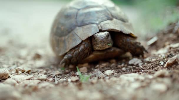 Cerrar tortuga lenta y cuidadosamente mirado fuera de su caparazón al aire libre en estado salvaje. tortuga cruza camino de tierra en los arbustos — Vídeo de stock