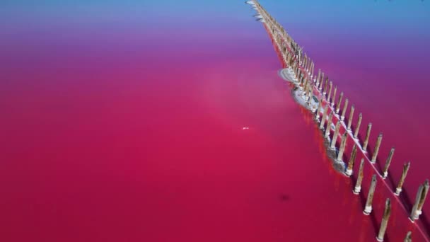 गुलाबी नमक झील पर उड़ान भर रहा है। नमक उत्पादन सुविधाएं नमकीन झील में नमकीन वाष्पीकरण तालाब क्षेत्र। डुनालीला सलीना सूखे क्रिस्टलाइज्ड मीठे तट के साथ खनिज झील में लाल, गुलाबी पानी प्रदान करता है — स्टॉक वीडियो