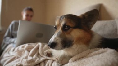 Galli Corgi Pembroke oturma odasında kanepede yatıyor. Evde esneyen köpek, sahibinin yürüyüşe çıkmasını bekliyor. Mutlu evcil hayvana yakın çekim