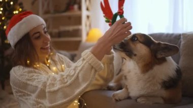 Santa Hat 'ta gülümseyen güzel bir kadın komik Galli Corgi köpeğine geyik boynuzu takar ve Noel ağacıyla süslenmiş bir evde burnunu öper. Yumuşak kız köpeğini okşuyor