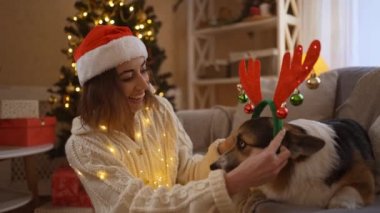 Santa Hat 'ta gülümseyen ve sevecen bir kadının tomarı ren geyiği boynuzlarını komik Corgi köpeğine takar ve Noel ağacıyla süslenmiş bir odada burnunu öper.