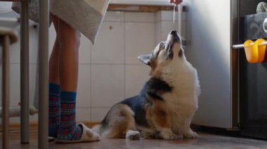 Üç renkli komik Galli Corgi köpeği mutfakta yerde oturup geviş istiyor. Bayan ev sahibi evcil hayvanı peynirle besliyor. Yavru köpek yer ve dudaklarını yalar.