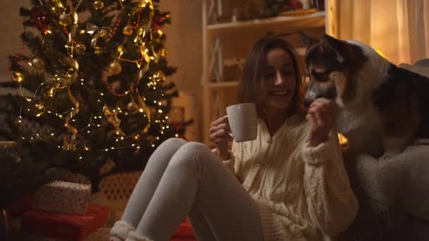 Красивая смеющаяся женщина сидит на полу с кружкой кофе рядом со смешной валлийской корги собака сидит на диване в празднично украшенном доме с елкой. нежная девушка гладит и гладит свою собаку — стоковое видео