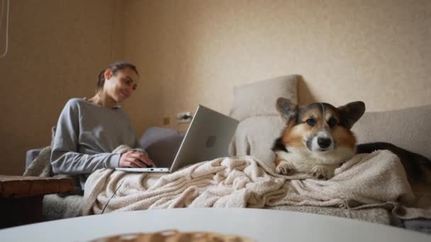 慢动作使威尔士科吉彭布罗克躺在客厅的沙发上，靠近在家里笔记本电脑上工作的女人。懒狗在家里等着出去散散步。快乐宠物的特写 — 图库视频影像