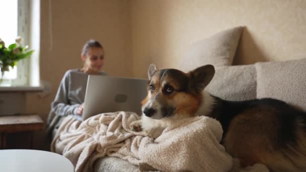Galés Corgi Pembroke acostado en el sofá en la sala de estar. Un perro bostezando en casa, esperando a que su dueño fuera a dar un paseo. Primer plano de la mascota feliz — Vídeos de Stock