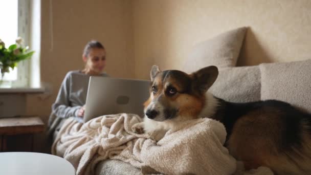 Welsh Corgi Pembroke makaa sohvalla olohuoneessa. Haukotteleva koira kotona, odottamassa omistajaansa kävelylle. Lähikuva onnellinen lemmikki — kuvapankkivideo