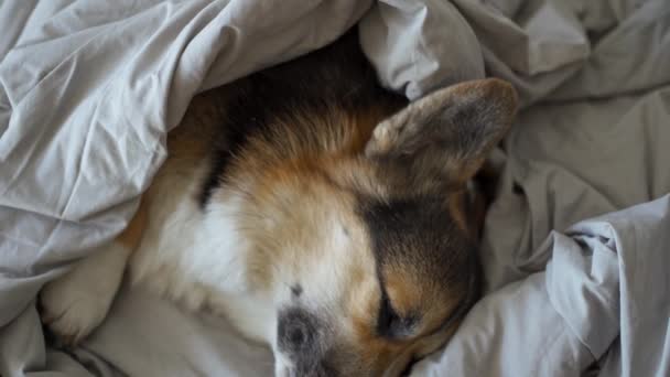 Netter Hund Welsh Corgi schläft im Bett, fauler Morgen, Aufwachkonzept — Stockvideo