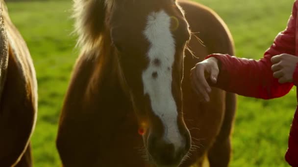 Slow motion close-up b-roll vrouw strelen een paard in groen veld bij zonsondergang — Stockvideo