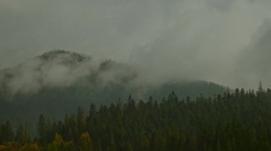 Güzel, sisli, karanlık ormanlı bir dağ alçak bulutların arasında. Esrarengiz yoğun sisteki kozalaklı ağaçlarla kasvetli atmosfer manzarası