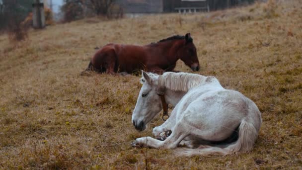 ウクライナの村で霧の多い寒い秋の日に牧草地に横たわっている茶色と白の馬の一般的なショット。自然の中でリラックスする2匹の穏やかな動物 — ストック動画