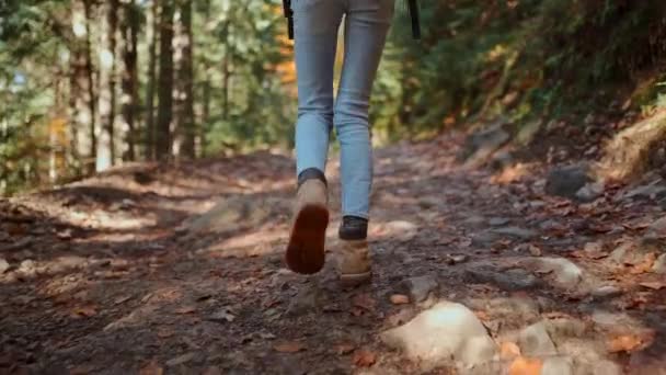 Gerakan lambat wanita pejalan kaki backpacker dalam jins dan klasik kuning hiking sepatu berjalan di sepanjang jalan kasar di hijau kayu musim gugur. perempuan hiking in forest at cold sunny morning, adventure outdoor lifestyle — Stok Video