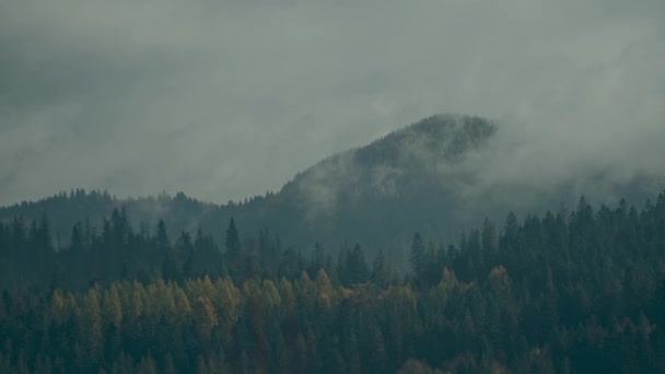 Hermoso paisaje brumoso brumoso con bosque oscuro en la montaña entre las nubes bajas. Paisaje atmosférico sombrío con árboles de coníferas en misteriosa niebla densa — Vídeo de stock