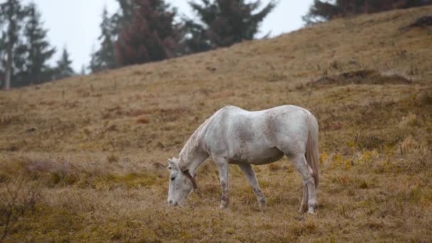 Yamaçtaki çayırda otlayan beyaz at. Kırsal kesimde kısrak soğuk yağmurlu bir sonbahar gününde açık havada orman arka planında. Köydeki çiftlik hayvanları. — Stok video