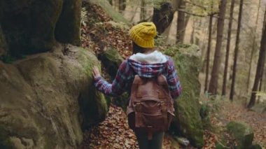 Kamera, sırt çantalı Gezgin Kadın 'ı yeşil yosunlu büyük bir taşa dokunurken takip ediyor. Doğayı Sevmek. Sonbahar orman yürüyüşünde Ahenk Sakinliği. Hafta sonu dijital detoks yürüyüşü