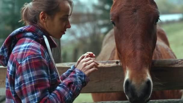 Închide tandra femeie mângâiere cal în câmp verde la gard de lemn. fata vorbește woth cal, accidente vasculare cerebrale și calmează — Videoclip de stoc