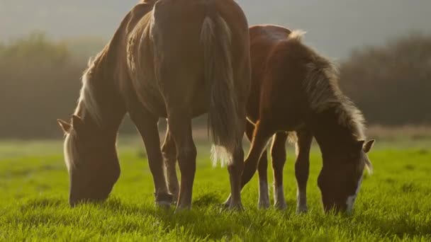 Bred handhållen skott av vilda hästar I solnedgången Solsken bete I grön äng i natute utomhus — Stockvideo